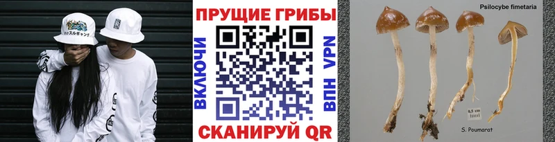 что такое   Комсомольск-на-Амуре  Псилоцибиновые грибы Magic Shrooms 